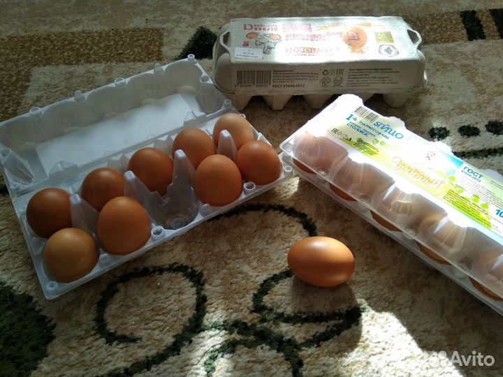 Инкуционное яйцо