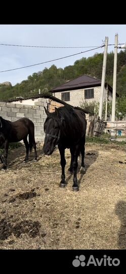 Жеребец карачаевской породы
