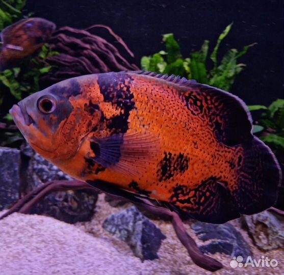 Астронотус ореховый