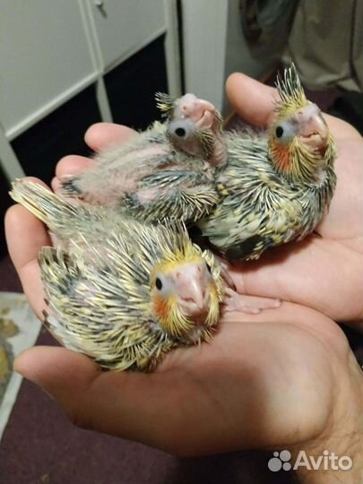 Птенцы Корелл для выкармливания