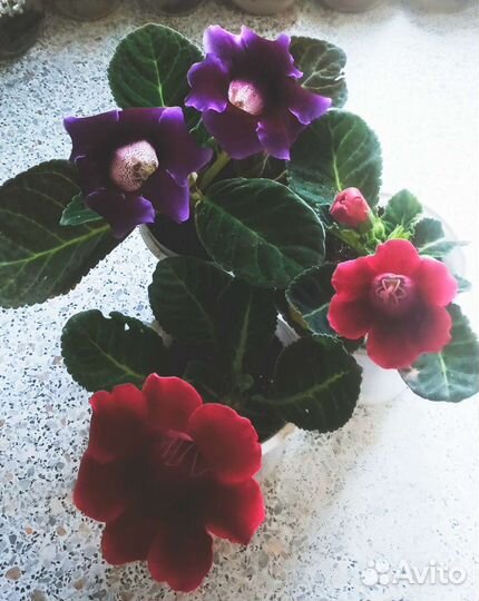 Глоксинии махровые цветущие