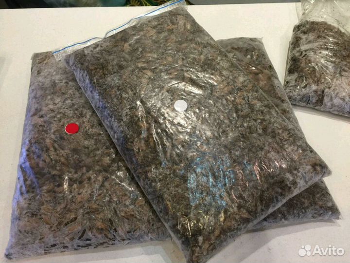 Сверчки кормовые замороженые