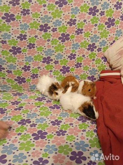 Морская свинка