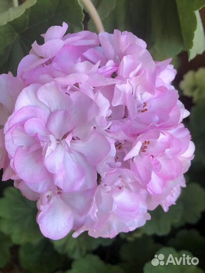 Пеларгония 