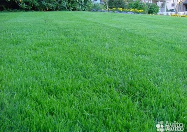 Семена газонной травы