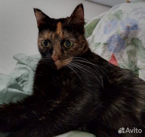 Кошка и котята