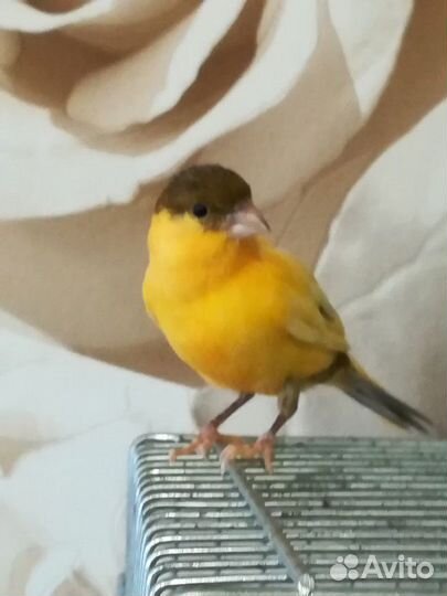 Канарейки и кенары
