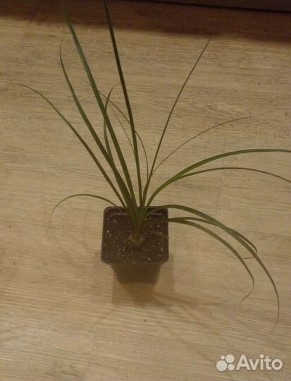 Бокарнея нолина