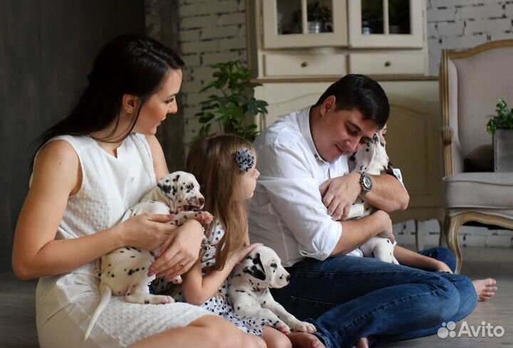 Далматины для фотосессий и праздников