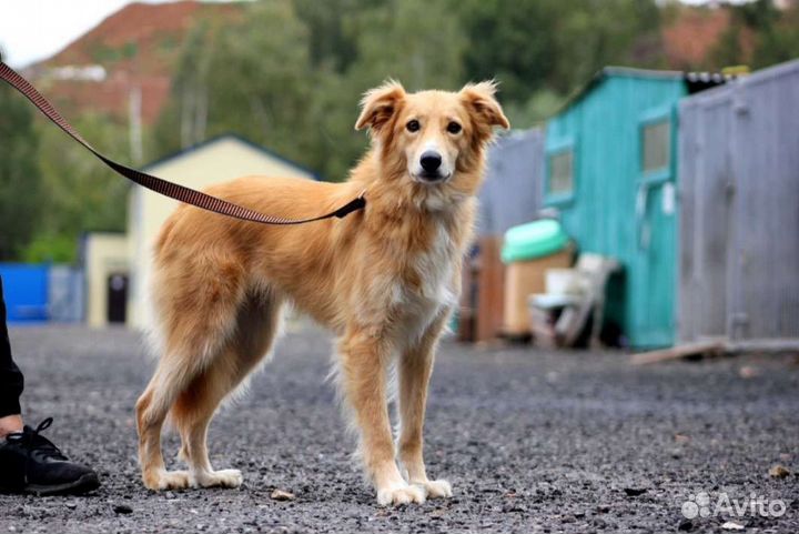 Собаки бесплатно в добрые руки