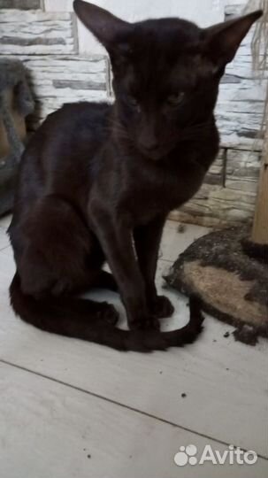 Кот Ориентал кастрированный в добрые руки