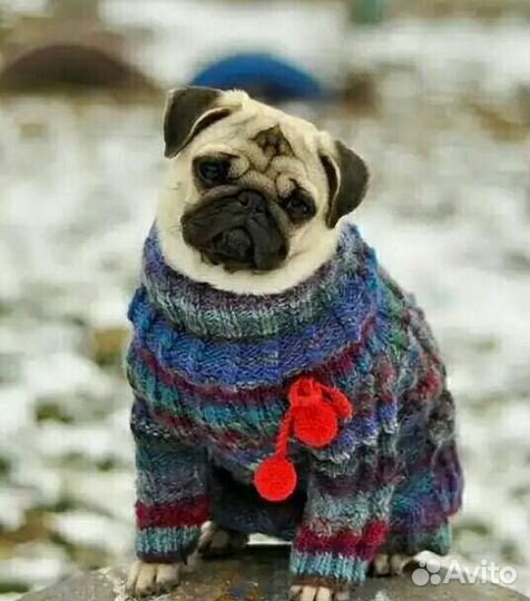Вязаная одежда для собак