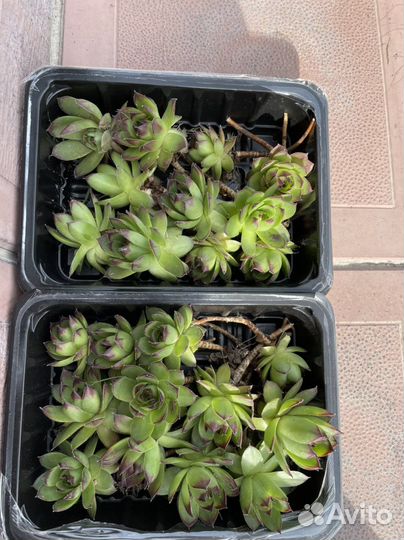 Молодило каменная роза