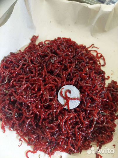 Мотыль живой, тюлька, опарыш, червь