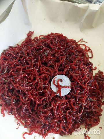 Мотыль живой, тюлька, опарыш, червь