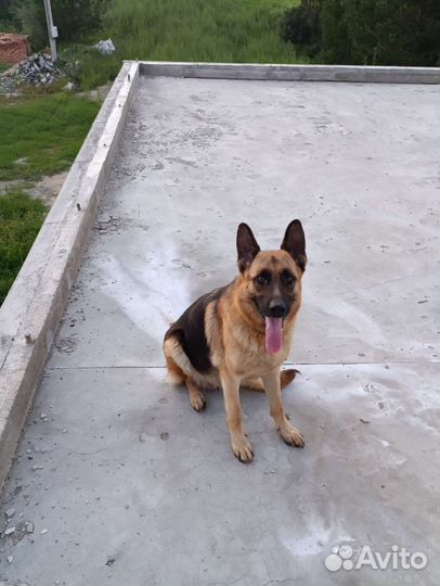 Немецкая овчарка