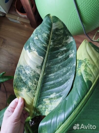 Хойя компакта вариегатная, Канифоль Сенсация и др