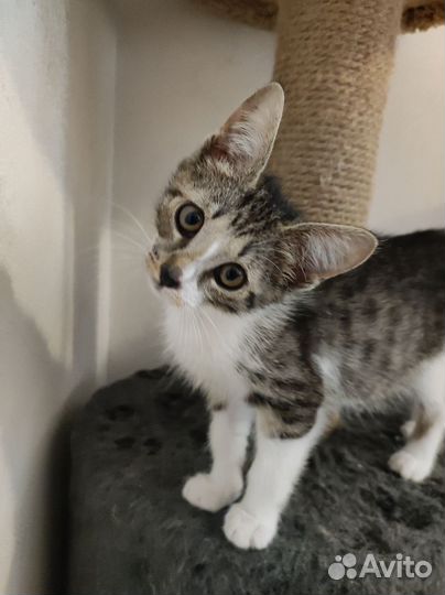 Котенок в добрые руки