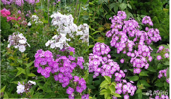 Многолетние цветы лилейники флоксы посконник приму