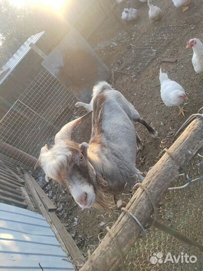 Козел ламанча