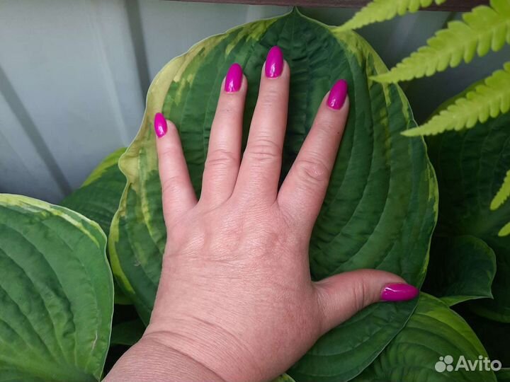 Хоста Папортник