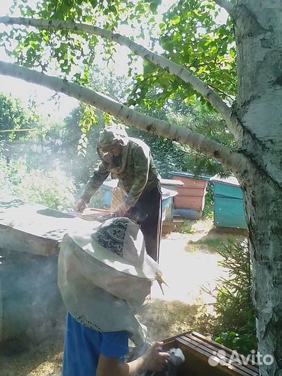 Пчелы с ульями