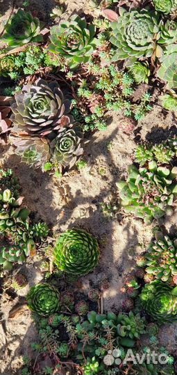 Цветы уличные