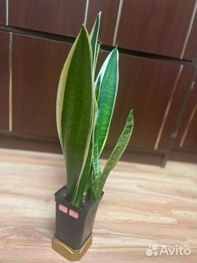 Сансевиерия