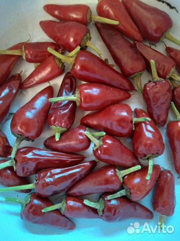 Острый перчик,семена в стручках