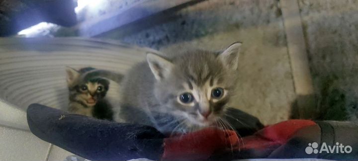 Котята мышеловы в добрые руки