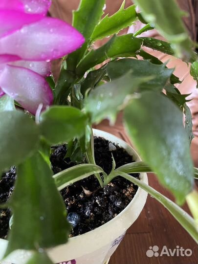 Декабрист+денежное дерево+хлорофитум