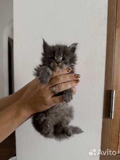 Котята мейн-кун полидакт