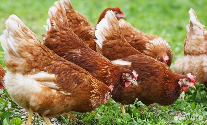 Курица молодка