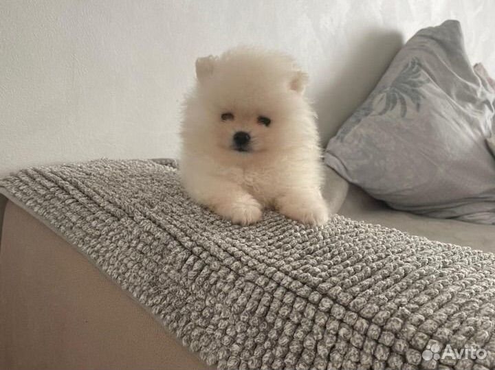 Кремовые медвежата