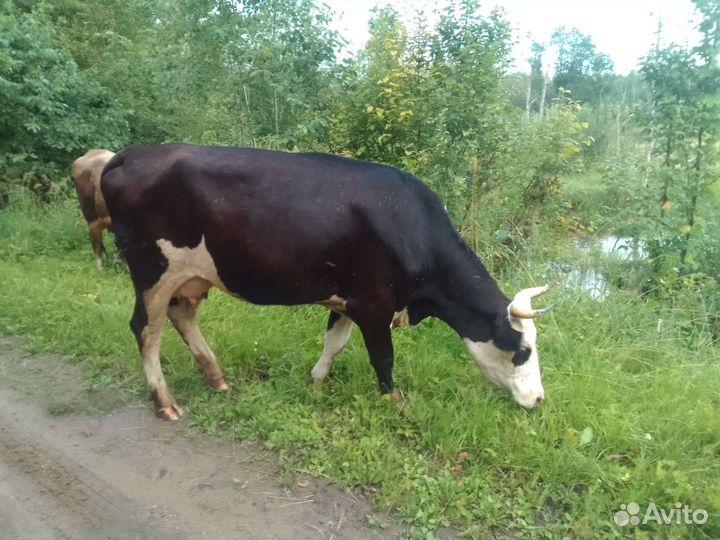 Корова, бык