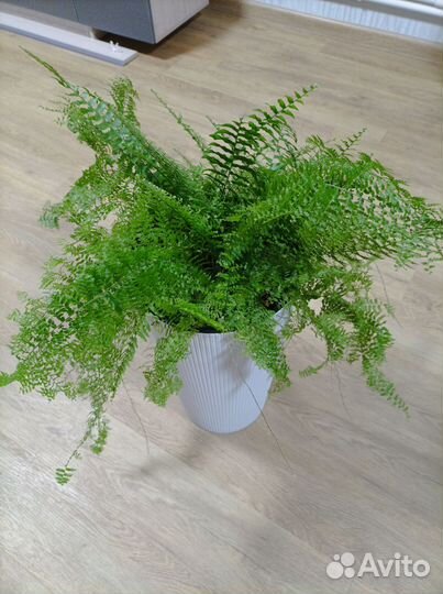 Папоротник комнатный большой