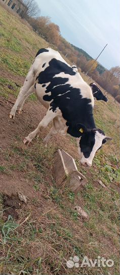 Телка стельная