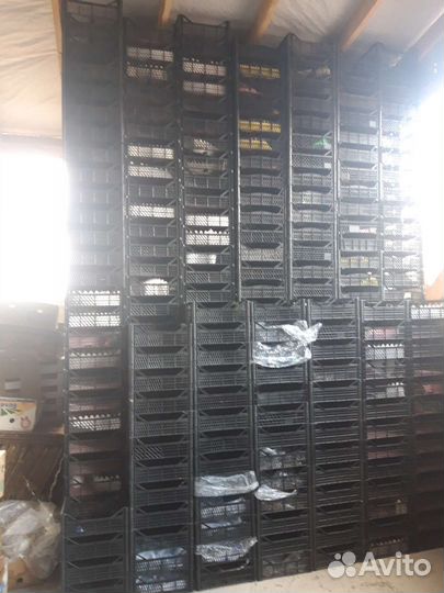 Пластиковые ящики тара для фруктов и овощей