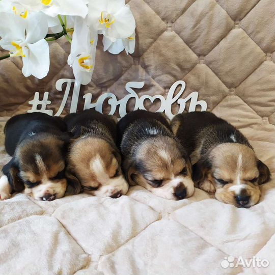 Щенки бигль