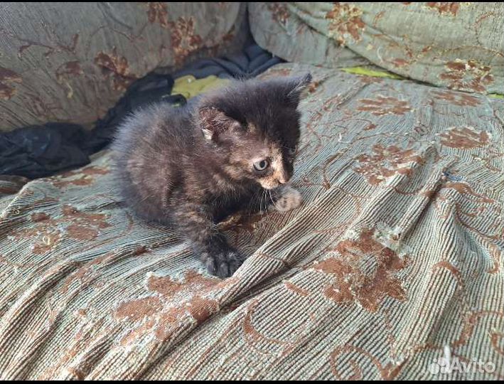 Котенок