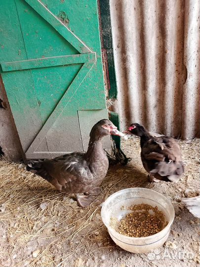 Утки шипуны