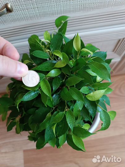 Фикус кинки грей