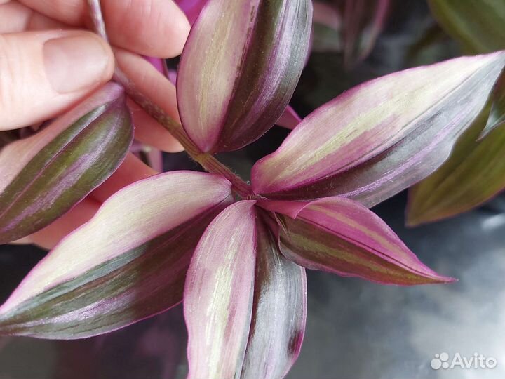 Традесканции сортовые