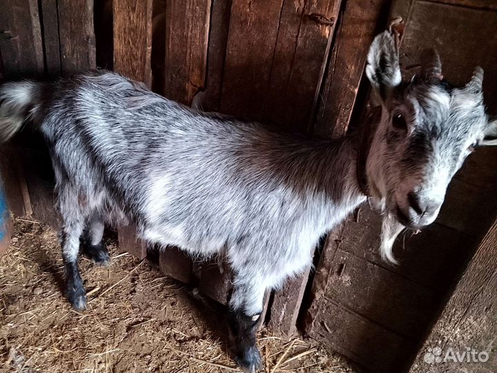 Зааненская коза