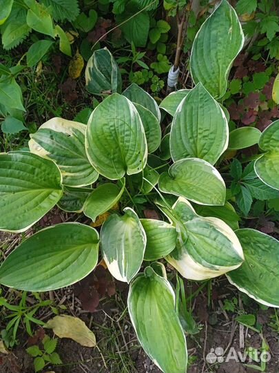 Хоста растение