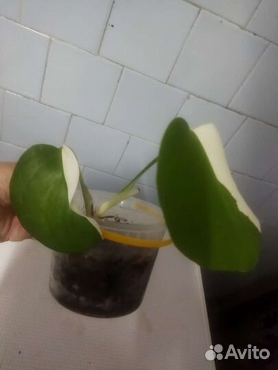 Монстера альба. Бронь