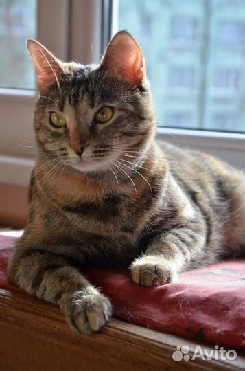 Замечательная ласковая девочка Тасенька ищет дом