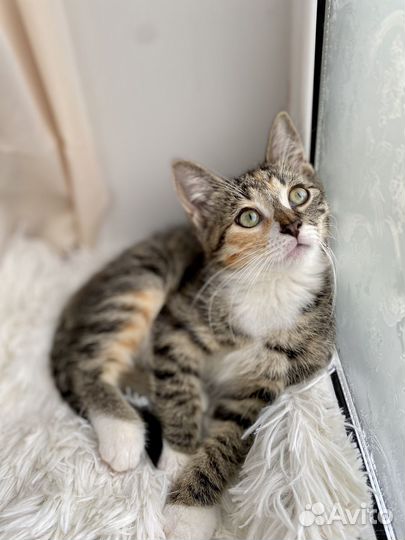 Котенок в дар. Трехцветная девочка