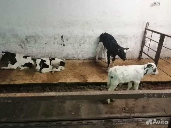 Породистые бычки телята