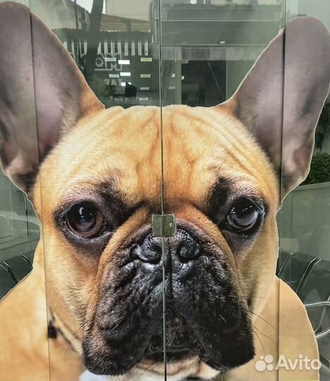 Ветеринарный врач,вет фельдшер, ассистент Вет вр